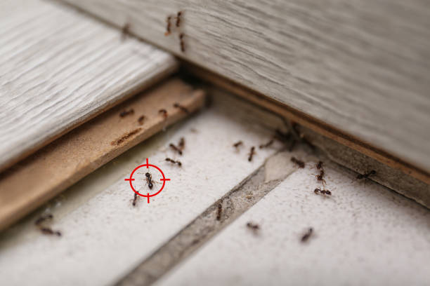 Little Canada, MN Pest Control Company