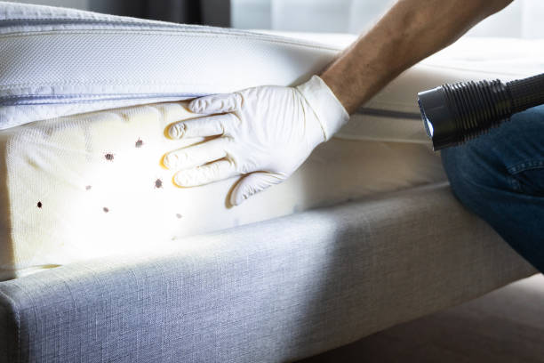 Best Affordable Pest Control Services  in Little Canada, MN
