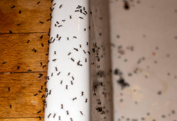 Best Pest Control Treatment  in Little Canada, MN