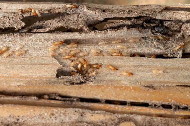 Best Wildlife Control Services  in Little Canada, MN