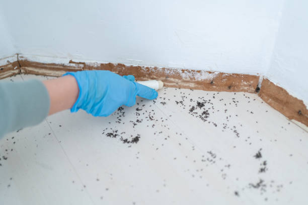 Best Ant Control Services  in Little Canada, MN